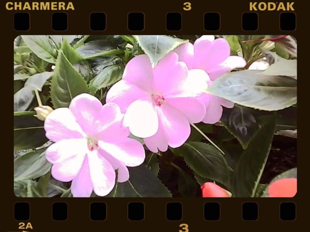 垃圾全世界抢疯了200块的电子(图7) 垃圾全世界抢疯了200块的电子(图7)